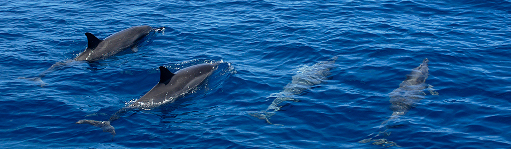 spinner dolphins_004.jpg